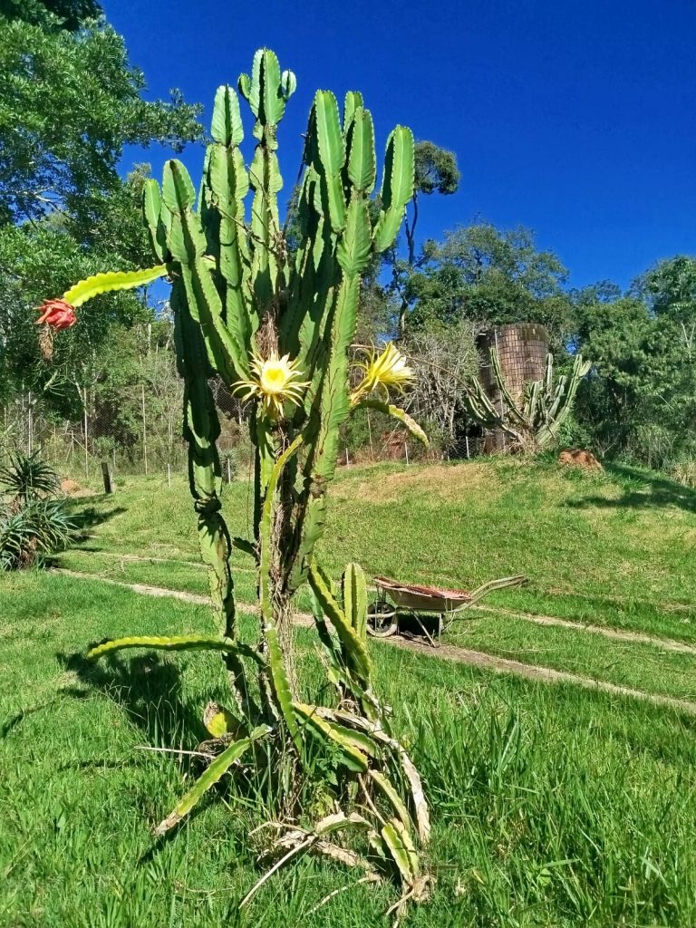 Home cactus